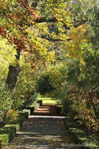 An autumnal canopy of Golden Ash Fraxinusexcelsior and a Lime tree, Tilia x europaea shade the box-lined driveway which draws us into the property.