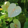 Anthurium cream ©KimWoodsRabbidge-Our-Australian-Gardens