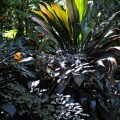 Black cordyline Stringybark ©KimWoodsRabbidge-Our-Australian-Ga