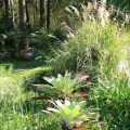 bromeliads Stringybark©kimWoodsRabbidge-Our-Australian-Gardens