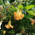 Brugmansia Stringybark©KimWoodsRabbidge-Our-Australian-Gardens