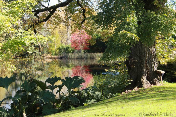 he large sculptural leaves of Gunnera, at the water’s edge, die down over winter.