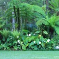 Flowering anthuriums Stringybark©KimWoodsRabbidge-Our-Australian-Gardens