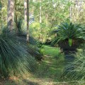 Grass trees Stringybark©KimWoods Rabbidge-Our-Australian-Gardens