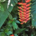 Heliconia Stringybark  ©KimWoodsRabbidge©-Our-Australian-Gardens