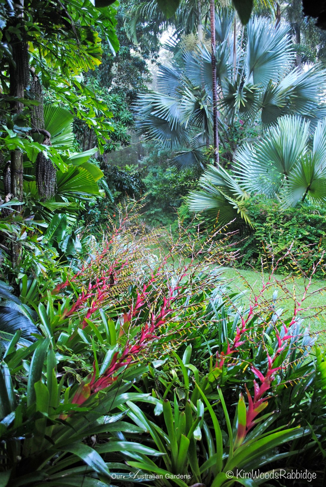 Stringybark bromeliads ©Kim Woods Rabbidge