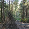 Teepee STringybark©KimWoodsRabbidge-our-Australian-Gardens