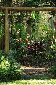 Vignette of cordylines