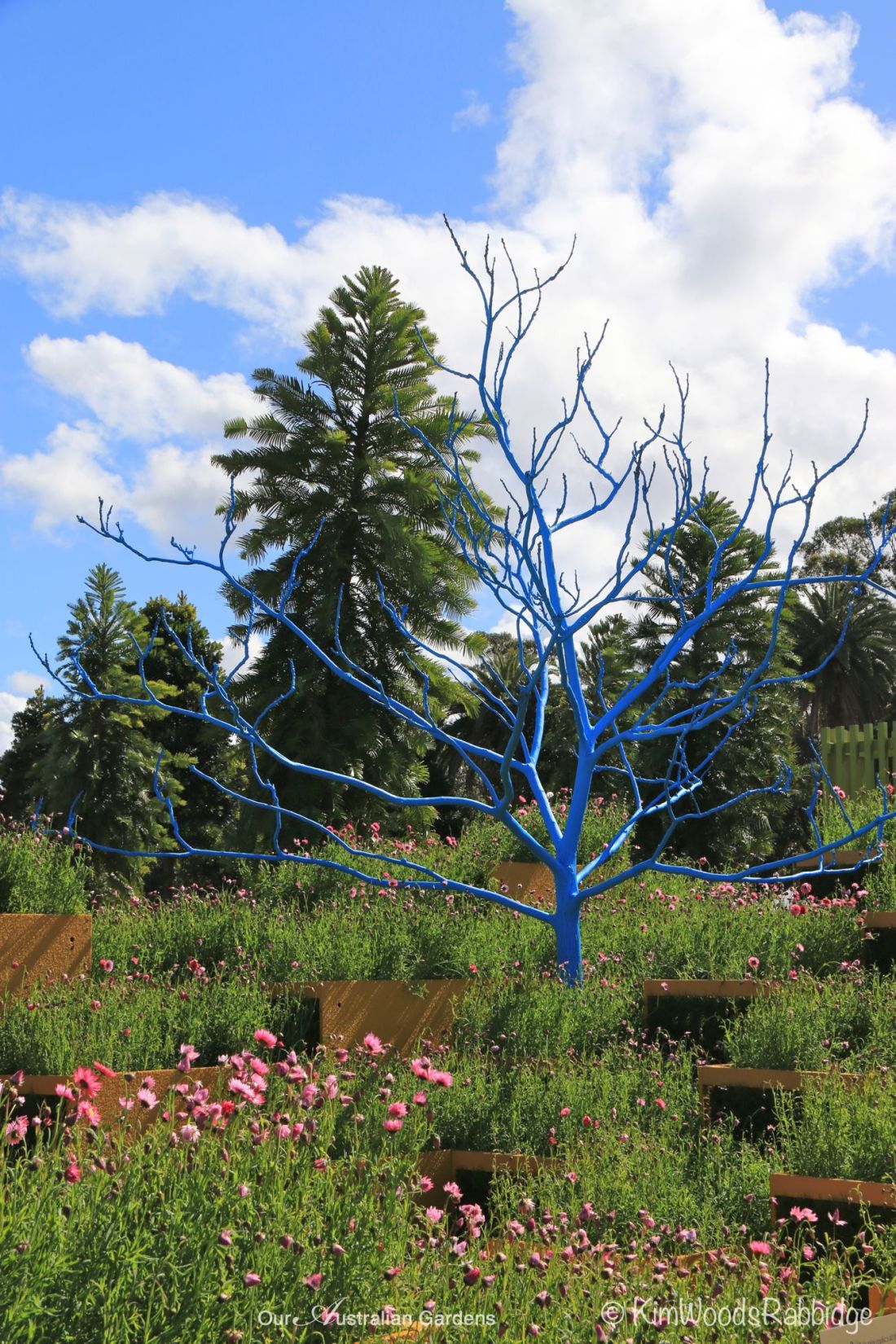 Mini Blue Ruin Australian Garden Show Sydney©Kim Woods Rabbidge