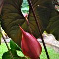 Flowering anthurium ©Kim Woods&nbsp;Rabbidge