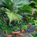 Kuranda palm courtyard ©Kim Woods Rabbidge