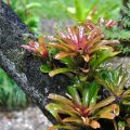 Terrestrial bromeliads ©Kim Woods&nbsp;Rabbidge