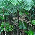 Tree ferns and palm flowers ©Kim Woods&nbsp;Rabbidge