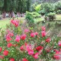 Callistemon – Gardens of&nbsp;Lucindale