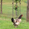 Chook – Gardens of&nbsp;Lucindale