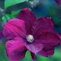 Clematis – Gardens of&nbsp;Lucindale