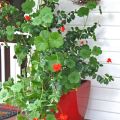 Potted geraniums – Gardens of&nbsp;Lucindale