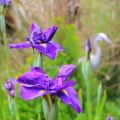Waterside iris – Gardens of&nbsp;Lucindale