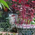 Coleus in mosaic pot ©Kim Woods&nbsp;Rabbidge