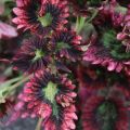 Coleus©Kim Woods Rabbidge