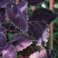Purple coleus ©Kim Woods&nbsp;Rabbidge
