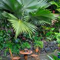 Kuranda palm courtyard ©Kim Woods&nbsp;Rabbidge
