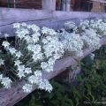 Edelweiss thrives  in a half&nbsp;log