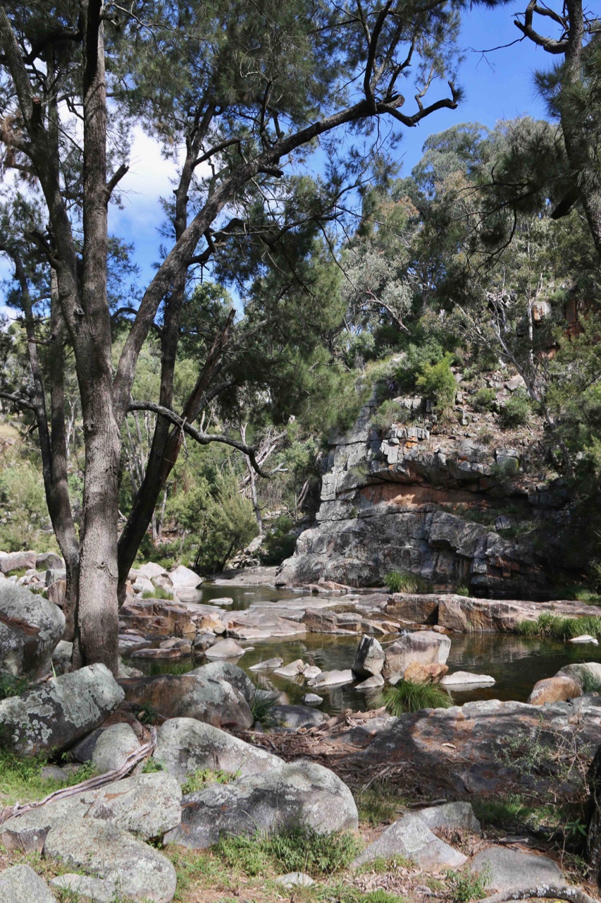 The McIntyre©Kim Woods Rabbidge