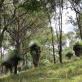 Xanthorrhoea ©Kim Woods&nbsp;Rabbidge