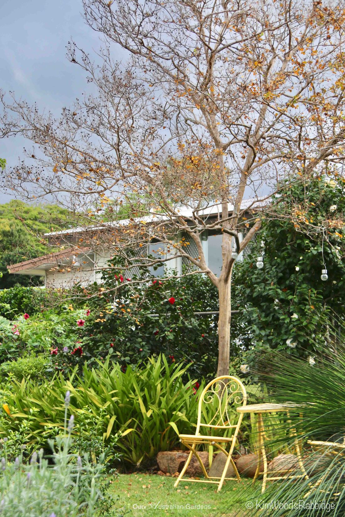 Lagerstroemia indica ©Kim Woods Rabbidge