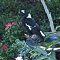 Magpie ©Kim Woods&nbsp;Rabbidge